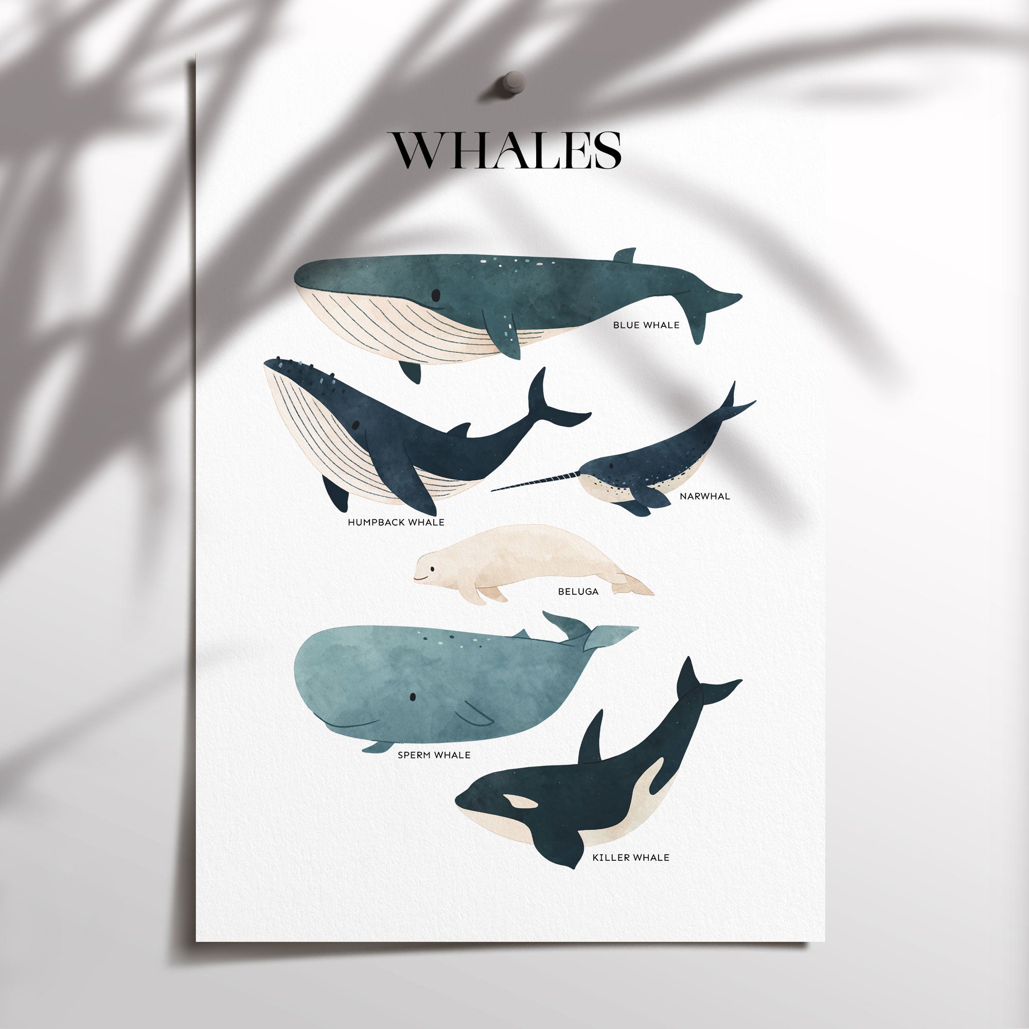 Whale Chart